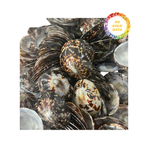 Conchas de limpias pulidas de Vietnam - Conchas marinas naturales para manualidades y proyectos decorativos - Product Image 4