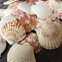 Coquillages de cauris africains authentiques coupés en deux Cypraea Annulus bruts mélangés |   Coquillages modernes d'art populaire naturel pour la divination de Noël