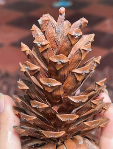 Pommes de pin de qualité supérieure pour l'exportation, idéales pour les projets de bricolage et le style durable de la maison - Product Image 4