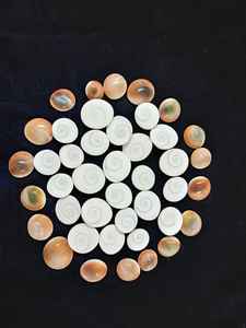 Miniconchas marinas naturales ideales para ser usadas por diseñadores de joyas y proyectos artesanales, adecuadas para ser revendidas por Sea Shell Stores - Product Image 2