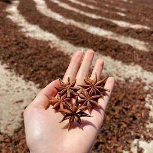 2025ฤดูใบไม้ผลิที่มีคุณภาพสูงเมล็ดพันธุ์โป๊ยกั๊กเวียดนามต้นฉบับ + 84 865 216 698 (Ms. Lucy) - Product Image 2