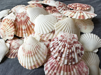 Vente en gros de pétoncles surgelés de haute fraîcheur emballés en gros pour les acheteurs internationaux de fruits de mer