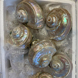 Matériau océanique décoratif coquillage du Vietnam adapté à l'emballage de souvenirs artisanaux et de projets de bijoux - Product Image 1