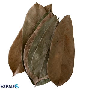 HOJAS DE URENTA SECAS Enteras | Wildcrafted, recogidas a mano y secadas al aire | Annona Muricata - Product Image 6