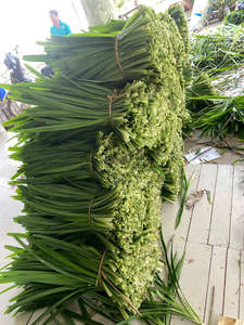 HOJA PANDAN SECA/CONGELADA CORTA/ENTERA CON AROMA RICO Y AROMA DULCE NATURAL LISTO PARA EXPORTAR - Product Image 2