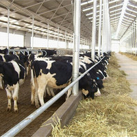 Structure en acier léger préfabriquée à faible coût, construction rapide, design moderne, panneaux isolés pour l'élevage des animaux