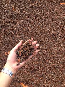 Polvo de semilla de anís estrellado y Chile fresco de alta calidad, precio increíblemente barato, especias y hierbas individuales directamente de Vietnam - Product Image 2