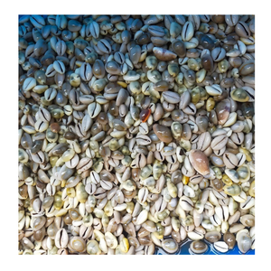 Coquille de cauris jaune, noir, gris, blanc, utilisée dans la décoration artisanale par Vietnam 99 Gold Data, exportateur de coquilles de cauris - Product Image 4