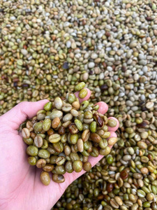 HANCOFFEE 2025-2026 CROP Best Quality Vietnam Robusta Green <b>Bean</b> <b>Coffee</b> - GRADE 1 Natural/Washed/Honey Process - Free Sample - Product Image 3