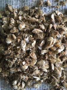 Tête d'anchois séchée de bon goût pour bovins avec bon prix en vrac prêt à expédier - Product Image 6