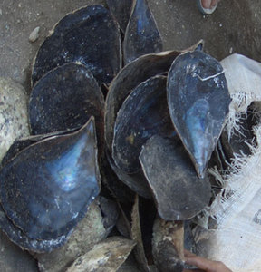 Coquille de grand stylo noir BIJOUX MARINS Coquille d'huître abalone Motif noir Taille 14-24cm - Product Image 2