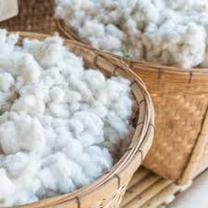 Top Quality Unprocessed Raw Cotton Fiber at Best Prices for Shipping Worldwide - Product Image 1