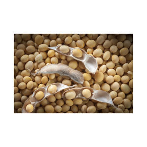 ถั่วเหลืองเกรดสินค้าทางการเกษตรเกรดส่งออกแบบพรีเมียม - Product Image 5