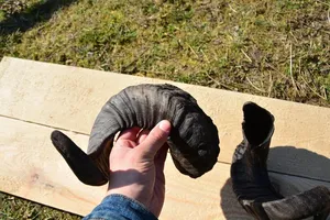 Corne de béliers de haute qualité longue paire écologique naturellement poli Style Animal nautique tactile affichage à la maison Souvenir meilleur prix - Product Image 5