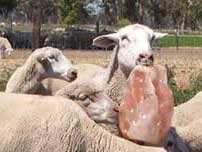 Lámpara para lamer animales de sal de roca del Himalaya Rosa Natural 100% o estilo floral para ganado, caballo, vaca, Búfalo, precio de fábrica - Product Image 4