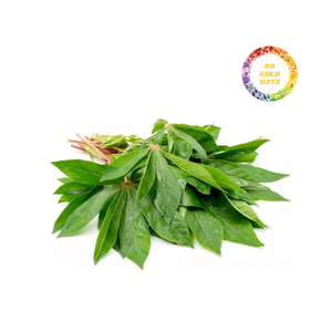 Feuilles de manioc moulues congelées IQF Pack en vrac-Fabricant du Vietnam, livraison rapide - Product Image 6