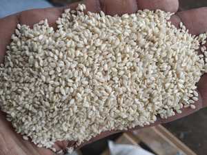 เมล็ดงาขาวปอกเปลือกคุณภาพดีที่สุด ความบริสุทธิ์ 99.98% ได้รับการรับรองมาตรฐาน ISO และฮาลาล ยี่ห้อ KNK Spices อายุการเก็บรักษา 1 ปี เหมาะสำหรับใช้เป็นเครื่องปรุงรส - Product Image 5