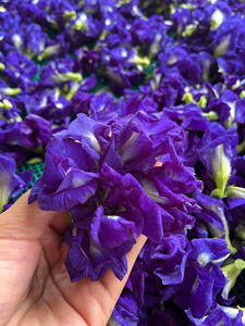 Flores de Clitoria Ternatea Secas Naturales al por Mayor y Selección de Flores Variadas para Aplicaciones Alimentarias, de Bebidas y Herbales - Product Image 2