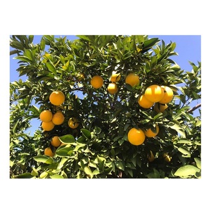 Naranjas Frescas Orgánicas de Valencia/Naval, Frutas Cítricas - Product Image 3