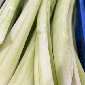 Tige de taro IQF de qualité export, provenant d'un fournisseur vietnamien - Product Image 6