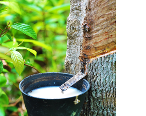 น้ำยางธรรมชาติ 60% เกรดขึ้นรูปชนิดเหลว - Product Image 2