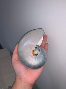 Wholesale Large White Nautilu Shell Handicraft Decoration From Vietnam Polished Unpolished at <b>Cheap</b> Price Natural Crafts - Product Image 4