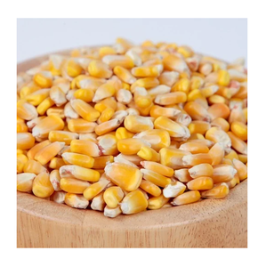 Yellow corn - High Quality Yellow Corn Maize <b>Grains</b> - Product Image 5