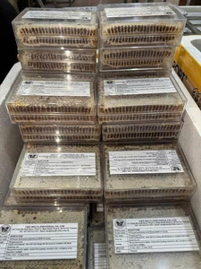 DALLE EN NID D'ABEILLE NATURELLE BRUTE BIOLOGIQUE EN VRAC DE QUALITÉ SUPÉRIEURE POUR L'EXPORTATION | MIEL DE RUCHE FRAIS EN GROS - Product Image 6