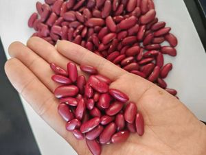 เมล็ดถั่วชิกพีแห้งแบบใหม่ออร์แกนิกบรรจุจำนวนมากสำหรับตลาดสหภาพยุโรป - Product Image 4