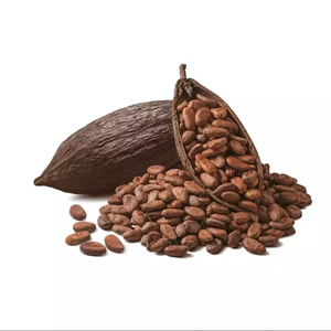 Venta al por Mayor de Granos de Cacao Premium – Precio Competitivo - Product Image 4