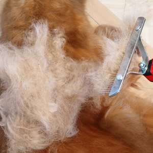 Peigne de toilettage pour animaux de compagnie pliable électrique multifonctionnel, technologie laser pour chiens, chats, chevaux, peigne anti-poux, résultats professionnels - Product Image 5