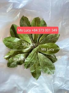 (MEJOR VENDEDOR 2024) HOJAS DE URENTA SECAS DE ALTA CALIDAD/PROVEEDOR DE VIETNAM/Sra. Lucy - Product Image 3