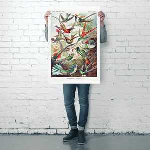 Affiches d'art d'Ernst Haeckel : Colibris, formes de la nature, plaque 99 - Product Image 5