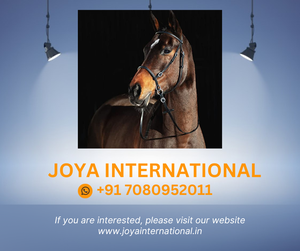 HORZE Bride sans mors pour l'équitation Produit de cheval en cuir confortable - Product Image 2