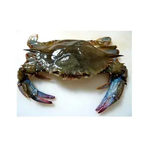 Crabe, crabes de boue frais congelés et vivants Crabes royaux rouges Crabes à carapace molle, crabe bleu