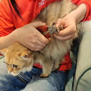 Flamia jabz กรรไกรตัดเล็บสัตว์เลี้ยงทำจากสแตนเลสเป็นมิตรกับสิ่งแวดล้อมอุปกรณ์ทำความสะอาดสำหรับสุนัขและแมวพร้อมที่จับไม้ - Product Image 5