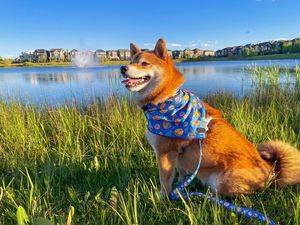 Harnais pour chien réglable à motif d'espace mignon Harnais <span class=keywords><strong>Galaxy</strong></span> bleu avec planètes, étoiles, fusées Harnais pour animaux de compagnie sans traction - Product Image 5