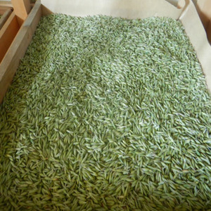 Avena entera india deshidratada al por mayor, granos de avena, avena en rodajas, avena instantánea, alta en nutrición, sin gluten, sin OMG, apta para consumo humano - Product Image 1
