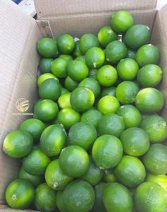 Citron vert sans pépins, fruits frais du Sud du Mékong, Vietnam. Irene Luong WA : +84366018472 - Product Image 4