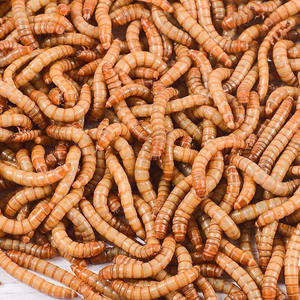 Turtle Feed Breadworms Seco Fornecimento a Granel Rico em Cálcio para Animais Aquáticos - Product Image 4