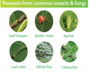 100% Extracto orgánico de algas marinas Líquido Exportadores indios Acelerador de crecimiento de plantas hecho naturalmente con bajo olor - Product Image 5