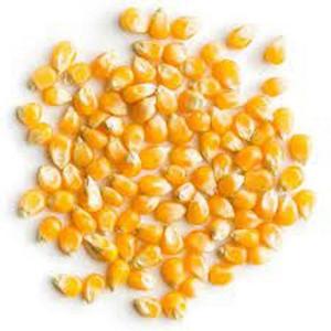 Maíz Amarillo con 5.0% de Grano Dañado, Ideal para Alimentación Animal y Consumo Humano, Mejores Precios, Exportación Global - Product Image 1