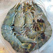 Crevettes Tigre Noires Fraîches de Haute Qualité en Boîte – En Stock, Livraison Rapide, Meilleur Prix Disponible, Commandes en Gros, Achetez Maintenant - Product Image 3