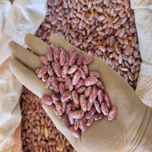Wholesale Price Purple Light Speckled Chinese Dry Red Kidney <b>Beans</b> Red <b>Beans</b> in Bulk Packaging for Food - Product Image 1