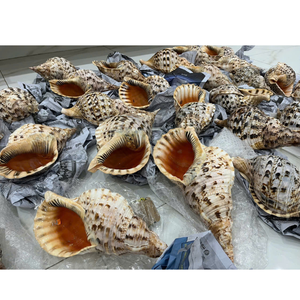 Auténticas conchas en espiral marinas de Vietnam para decoración de interiores temática de playa, obras artísticas y regalos de boda en el océano - Product Image 6