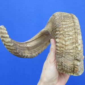 Authentic Handmade Eco-Friendly Real Touch Shofar Custom Kosher Ram Horn for Natural Crafts Art & Collectible - Product Image 5