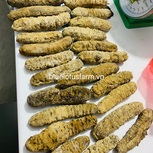 แตงกวาทะเลแกงกะหรี่ปลาแห้งจากเวียดนามจัดส่งรวดเร็วในกล่องดำแบบขายส่ง MS Heidi + 84 961 066 080 - Product Image 6