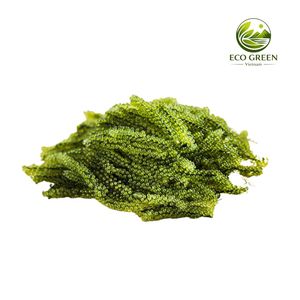 Caviar vert de raisins de mer frais du Vietnam, produits de la mer frais cultivés de manière durable, export - Product Image 4