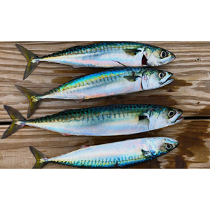 Venta caliente Pescado de caballa congelado entero-Paquete al vacío Bajo en grasa 25kg - Product Image 5