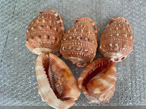 Coquillages Turbo Naturels Chauds Du Viet Nam Pour Décor Maison, Restaurant Brun Et Blanc - Product Image 3